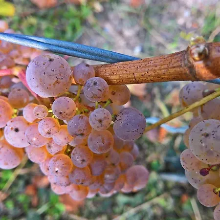 Roosartige Ferien - Im Hanswieschen - Bacharach アパート オーバーヴェセル