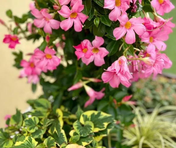 Roosartige Ferien - Im Hanswieschen - Bacharach オーバーヴェセル