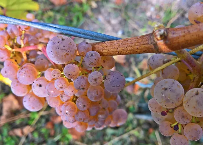 Roosartige Ferien - Im Hanswieschen - Bacharach アパート オーバーヴェセル